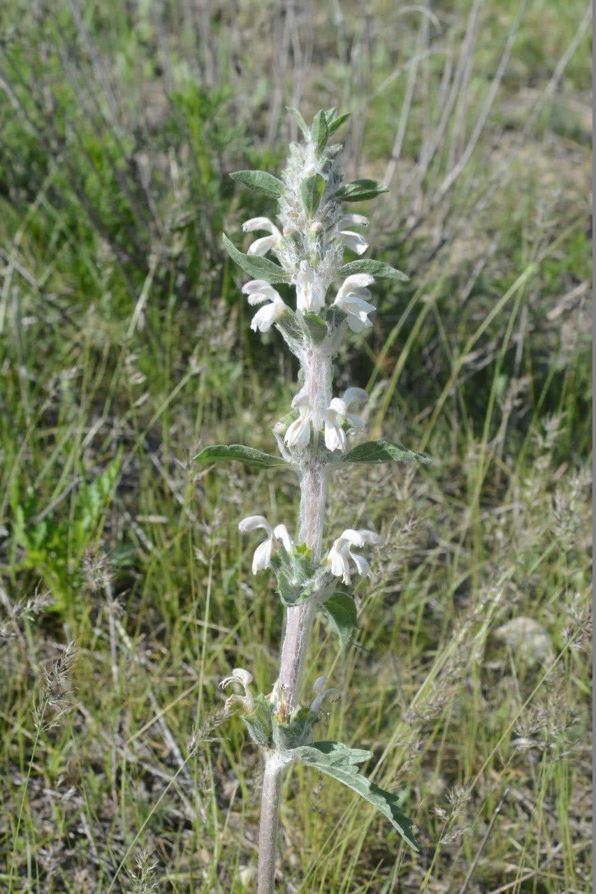 Image of Phlomoides kirghisorum specimen.