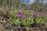 Primula patens