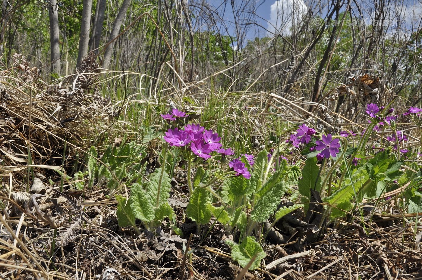 Изображение особи Primula patens.