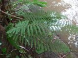 Polystichum setiferum