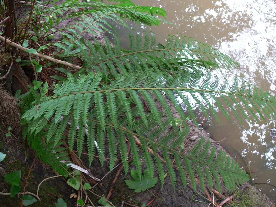 Image of Polystichum setiferum specimen.