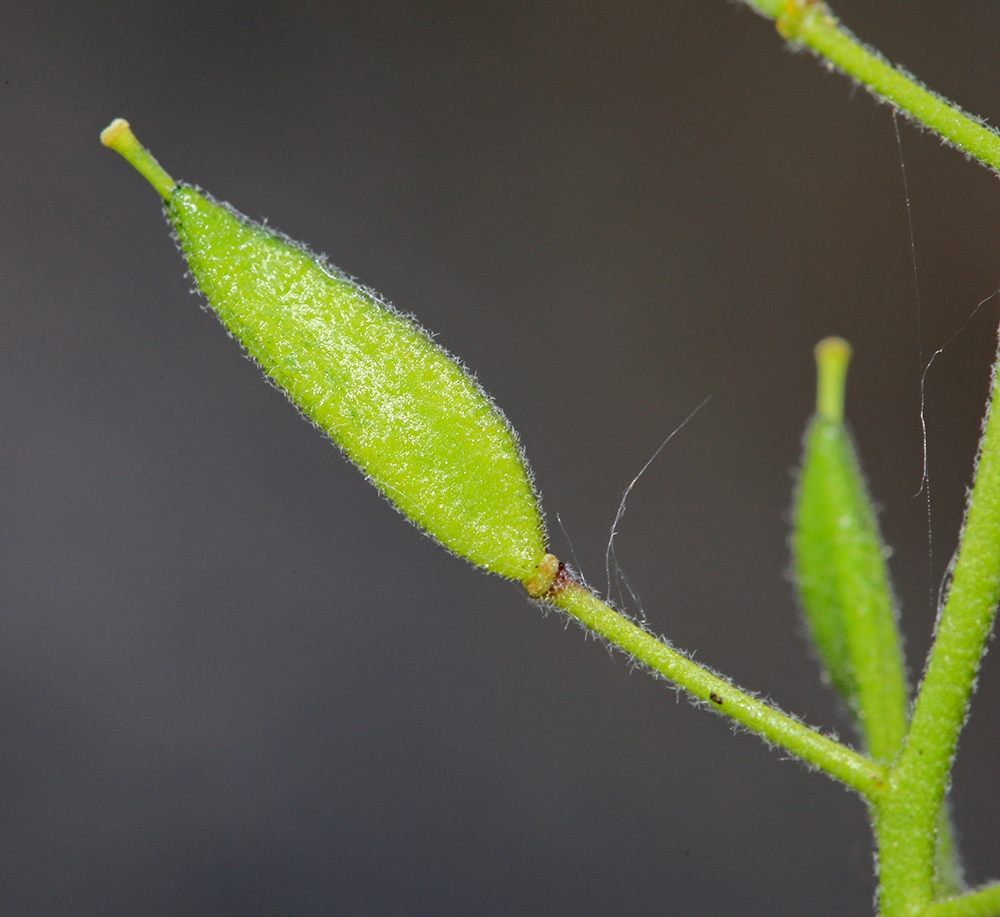 Изображение особи Draba cardaminiflora.