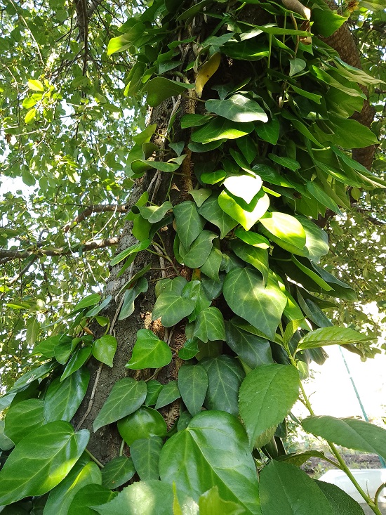 Image of Hedera colchica specimen.