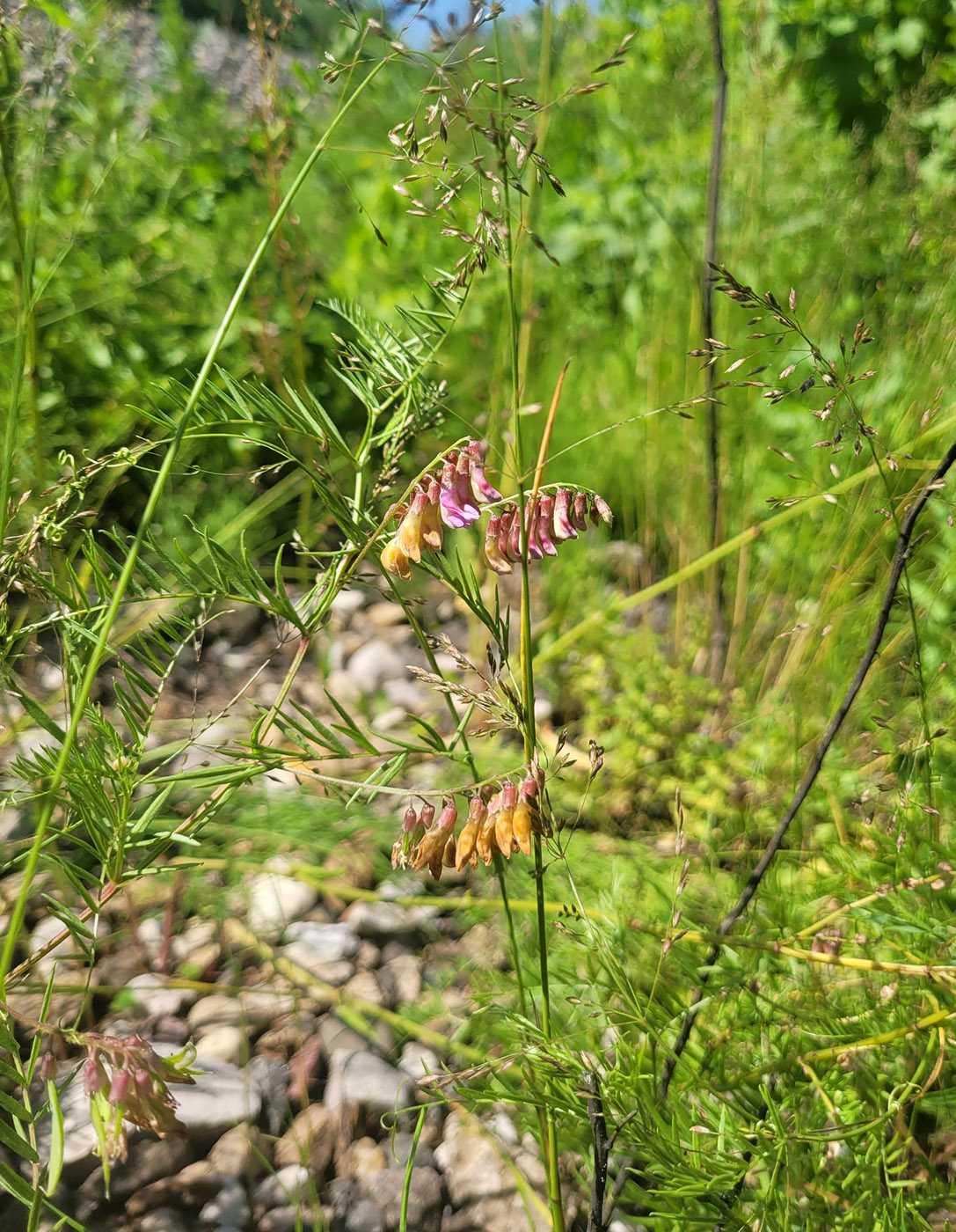 Image of Vicia megalotropis specimen.