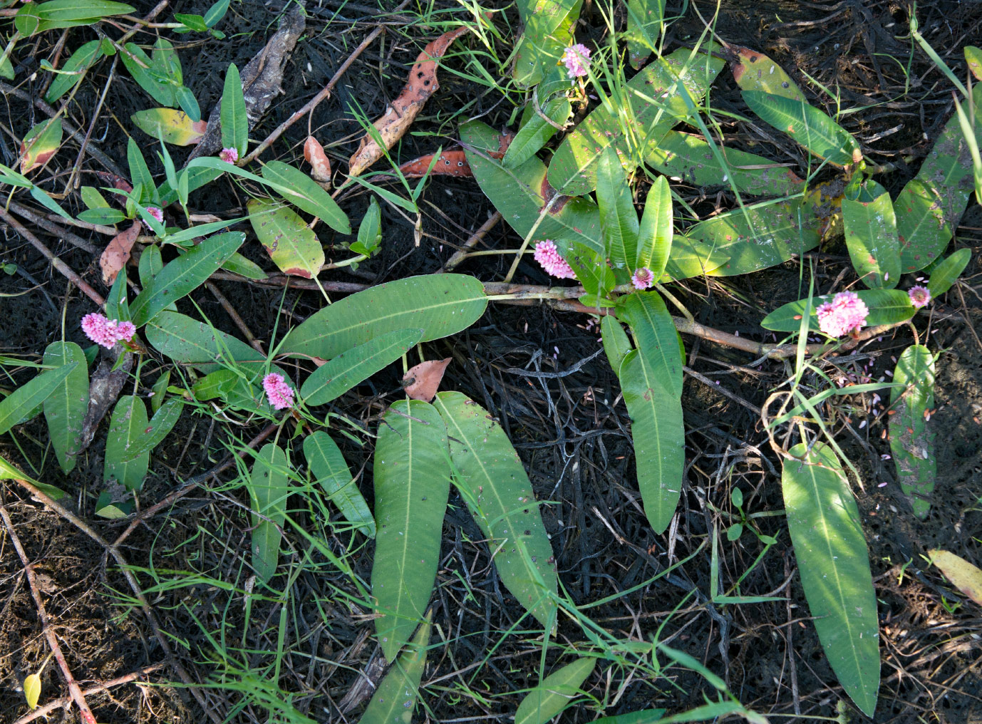 Image of Persicaria amphibia specimen.