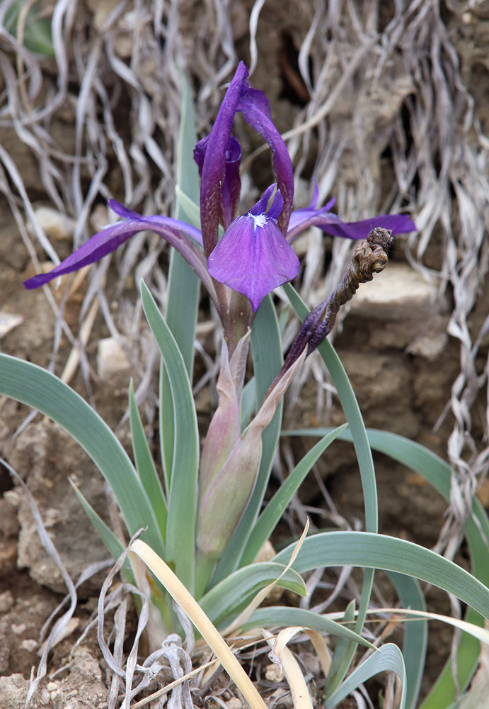Image of Iris timofejewii specimen.