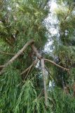 genus Salix