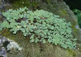Hylotelephium ewersii. Растение на камне на опушке березняка. Алтай, южный берег Телецкого озера. 29.07.2010.