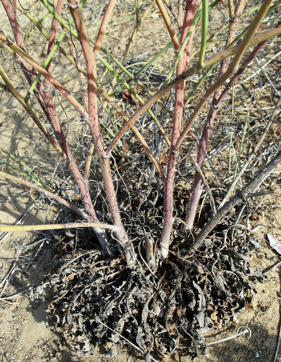 Image of Chondrilla juncea specimen.