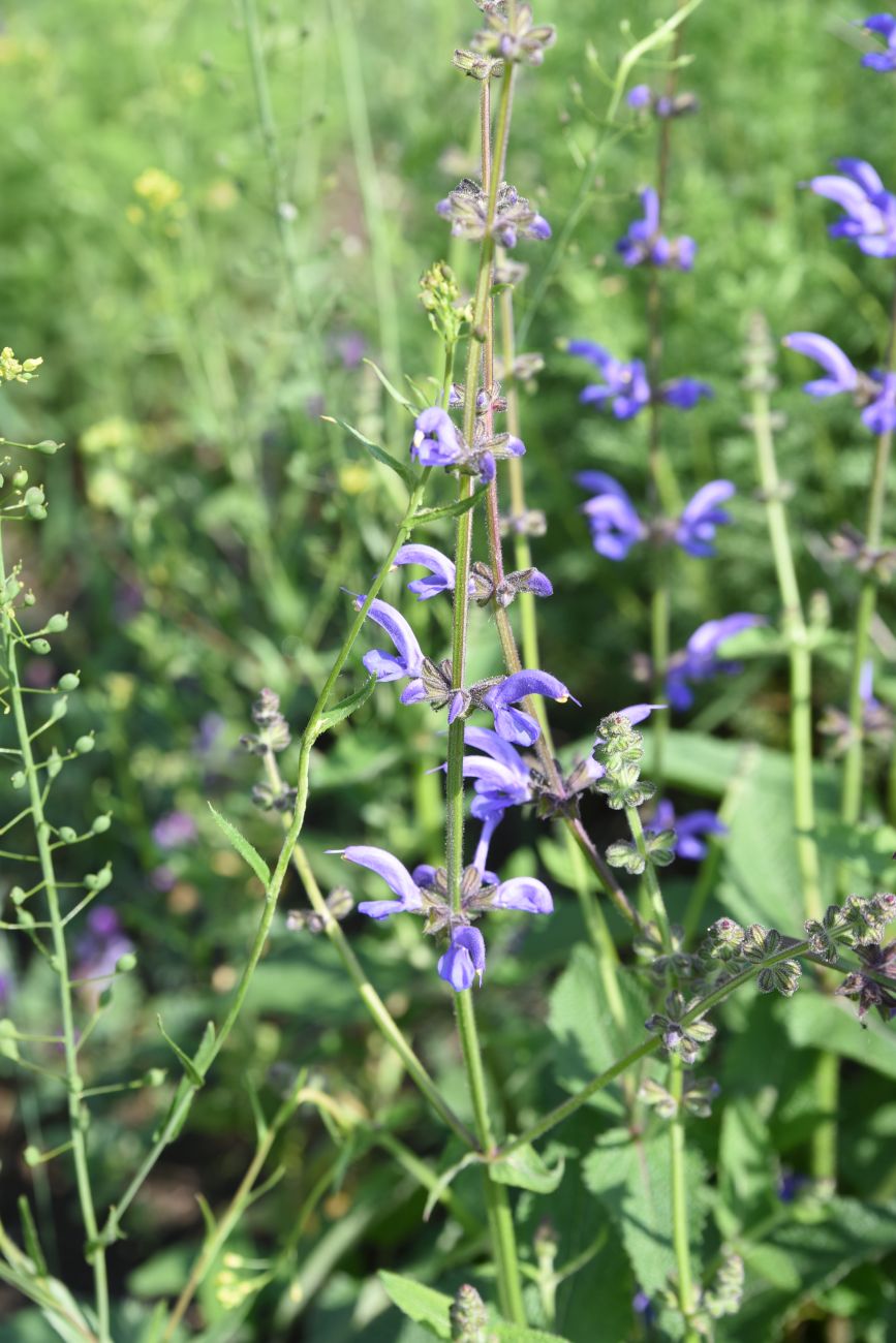 Изображение особи Salvia kuznetzovii.