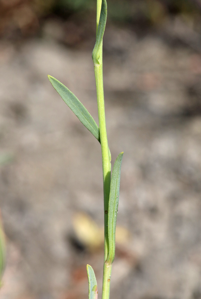 Image of Tripolium pannonicum specimen.