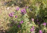 Astragalus davuricus. Цветущее растение. Республика Алтай, Улаганский р-н, склон Чулышманского нагорья со стороны устья р. Карасу, окр. ур. Ак-Курум. 8 августа 2020 г.