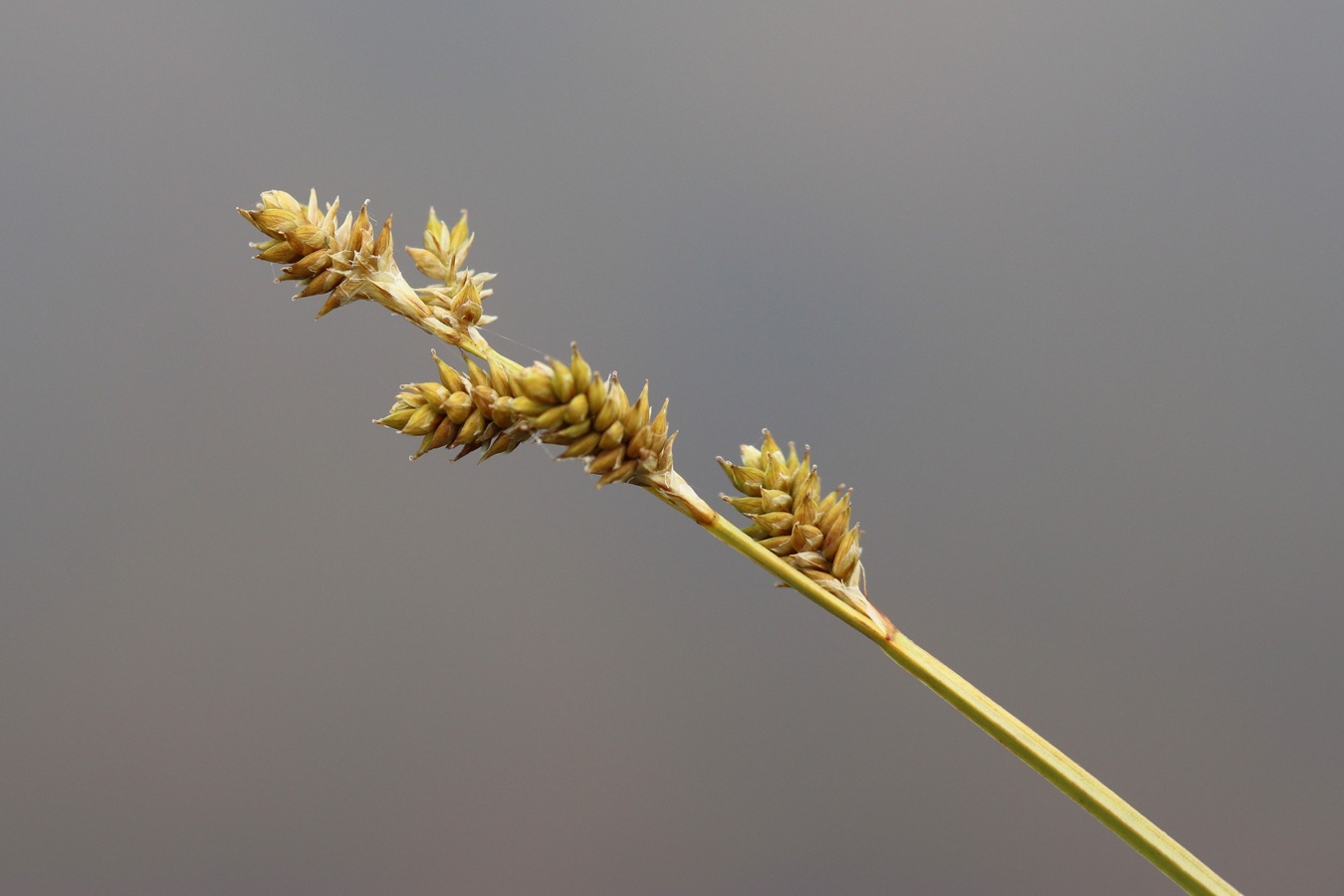 Изображение особи Carex canescens.