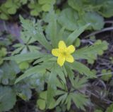 Anemone ranunculoides. Верхушка цветущего растения. Пермский край, Кунгурский р-н, правый берег р. Сылва, ур. Камень Ермак, берёзово-сосновый лес, опушка. 04.06.2022.