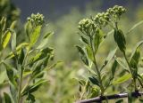 Spiraea crenata. Часть веточки с соцветиями в бутонах. Пермский край, Кунгурский р-н, правый берег р. Сылва, ур. Камень Ермак, вершина скального обнажения. 04.06.2020.