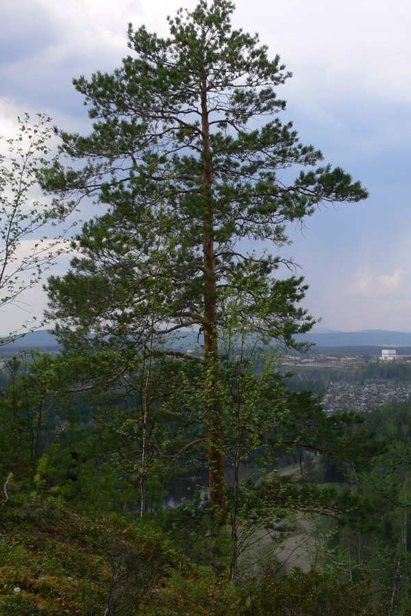 Image of Pinus sylvestris specimen.