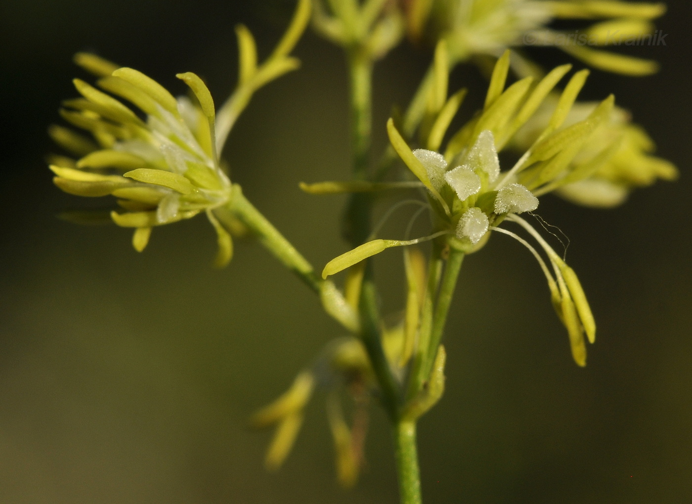 Image of Thalictrum amurense specimen.