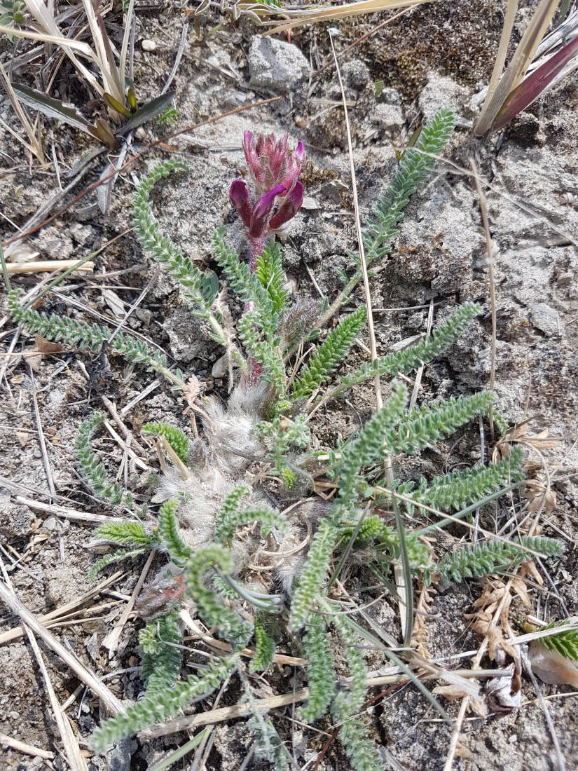 Image of Oxytropis stukovii specimen.