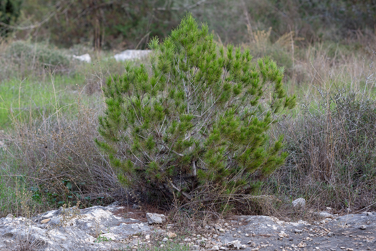 Image of Pinus halepensis specimen.