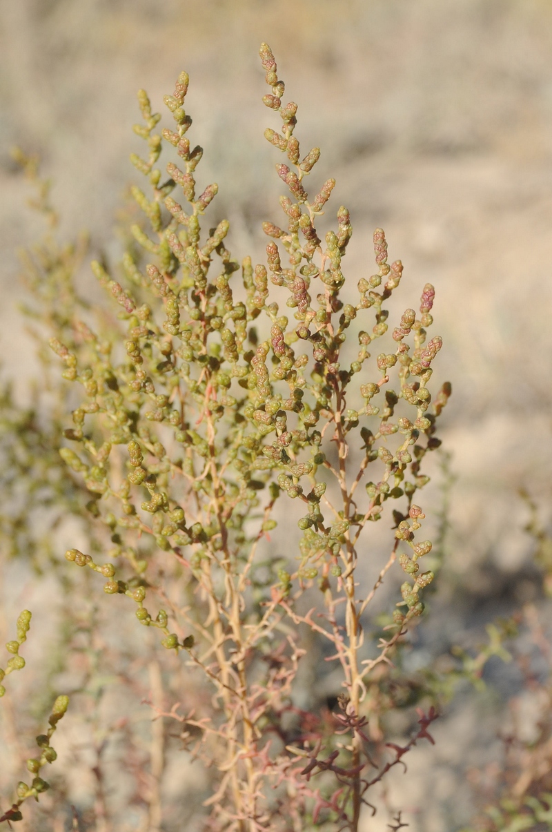 Изображение особи Kalidium foliatum.