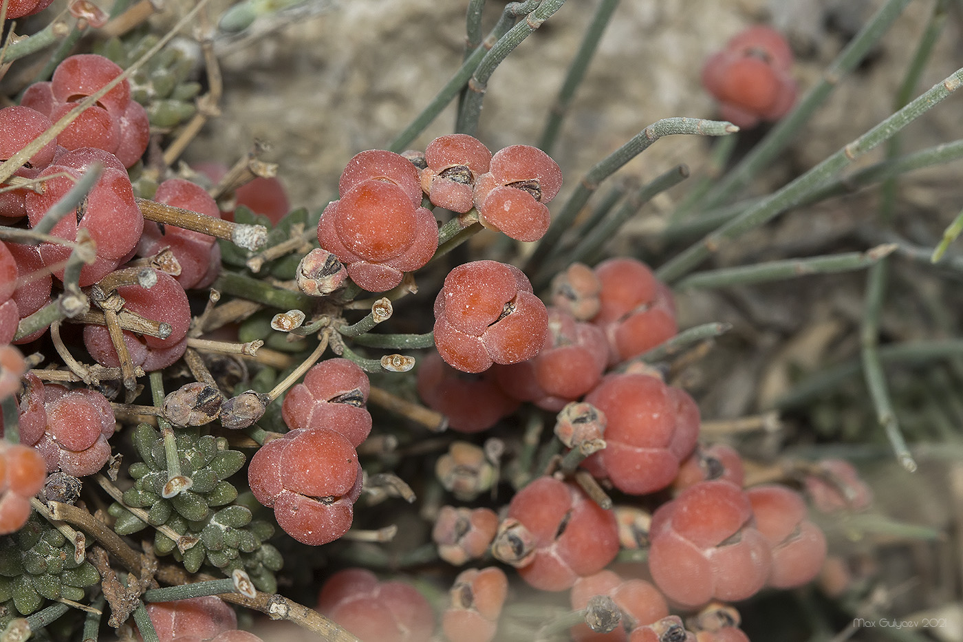 Image of Ephedra distachya specimen.