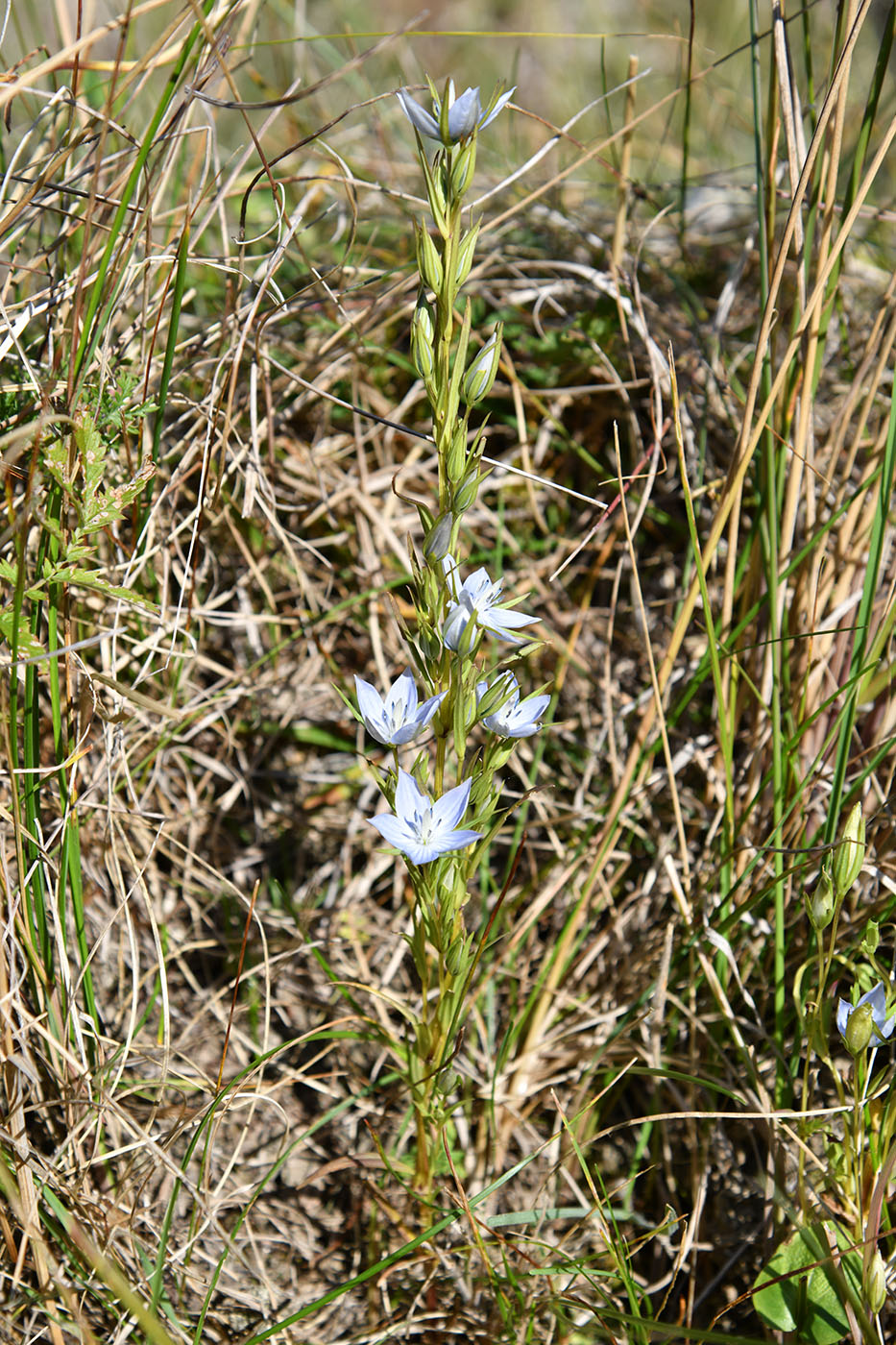 Изображение особи Lomatogonium rotatum.