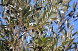 Olea europaea. Часть ветви с плодами. Марокко, обл. Драа - Тафилалет, г. Тингир, в культуре. 02.01.2023.