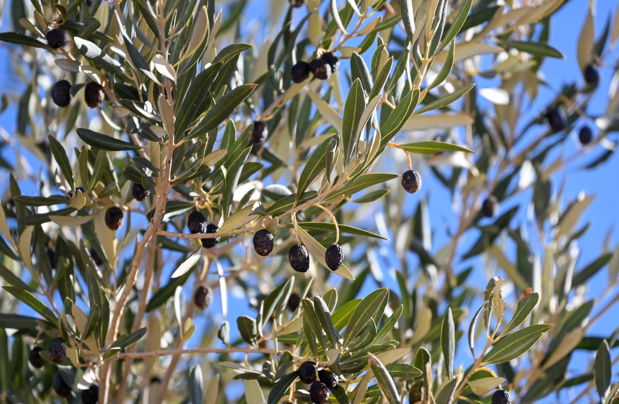 Image of Olea europaea specimen.