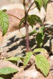Rubus idaeus