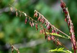 Astragalus galegiformis. Соплодия. Ингушетия, Джейрахский р-н, ур. Вовнушки, ≈ 1200 м н.у.м., склон с Pinus и Galium. 24.07.2022.