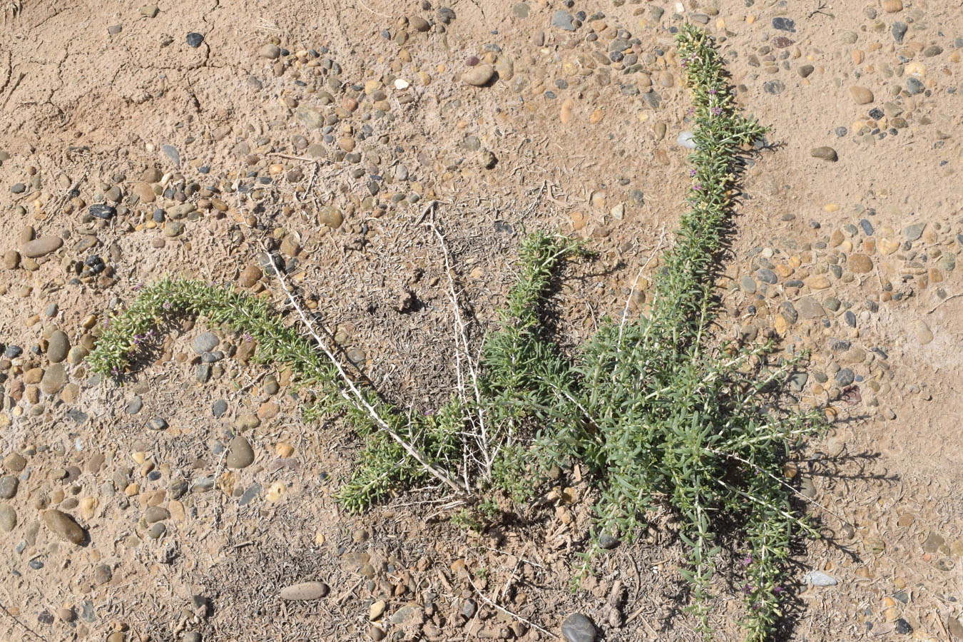 Image of Lycium ruthenicum specimen.