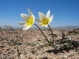 Tulipa salsola