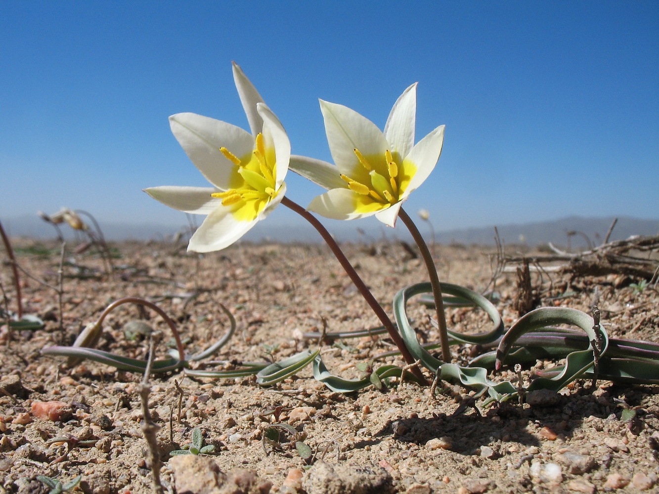 Изображение особи Tulipa salsola.