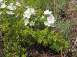 Rosa spinosissima