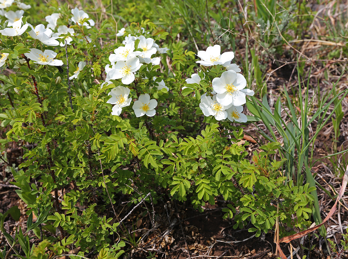 Изображение особи Rosa spinosissima.