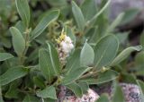 Salix glauca. Верхушка веточки с соплодием. Мурманская обл., окр. пос. Дальние Зеленцы, каменистый берег бухты Плохие Чевры. 03.08.2022.