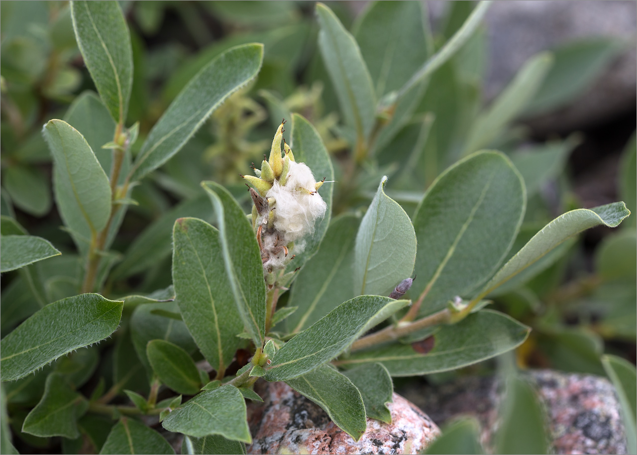 Image of Salix glauca specimen.