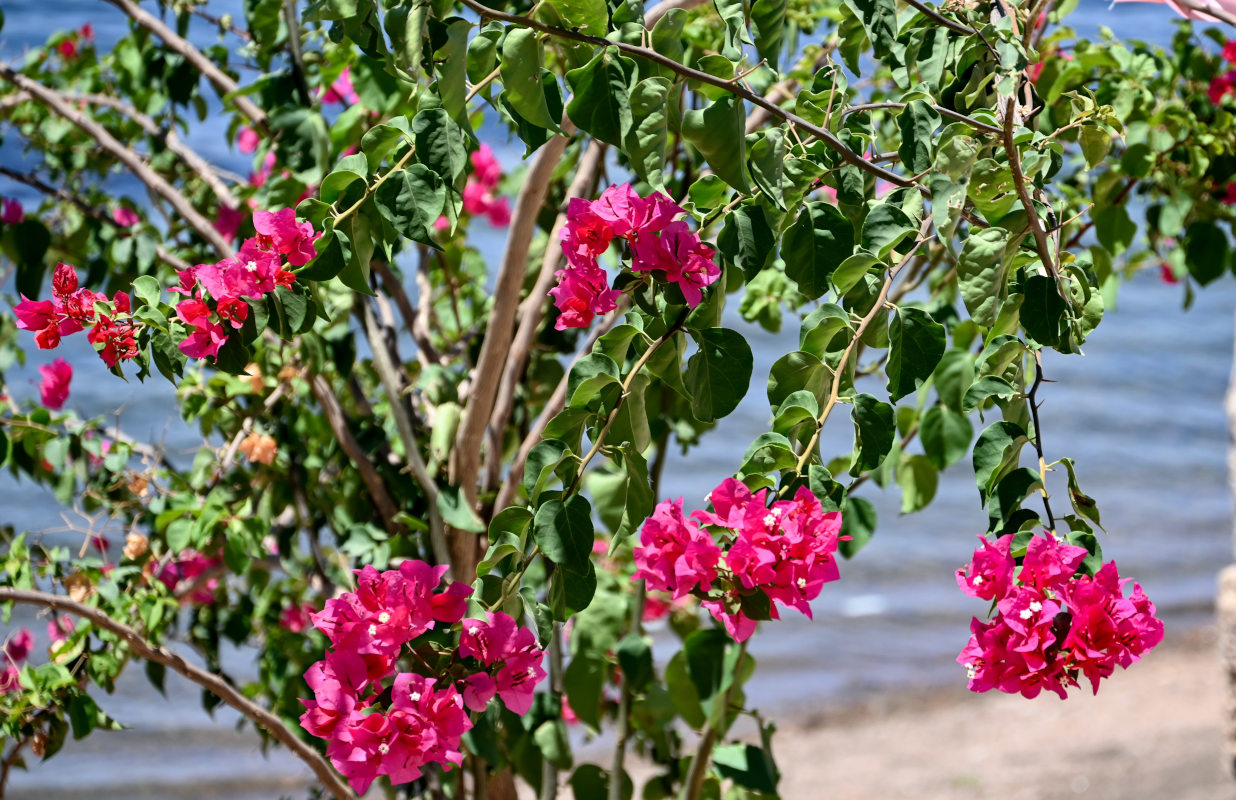 Image of Bougainvillea glabra specimen.