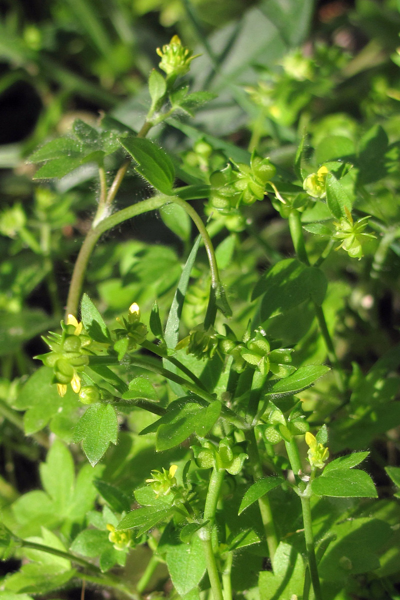 Image of Ranunculus chius specimen.