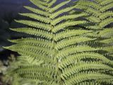 Dryopteris filix-mas