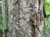 Betula costata