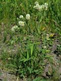 Trifolium montanum