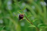 Clematis fusca. Верхушка побега с цветком. Хабаровский край, р-н им. Полины Осипенко, долина р. Гремячий Лог, влажный луг. 18.07.2021.