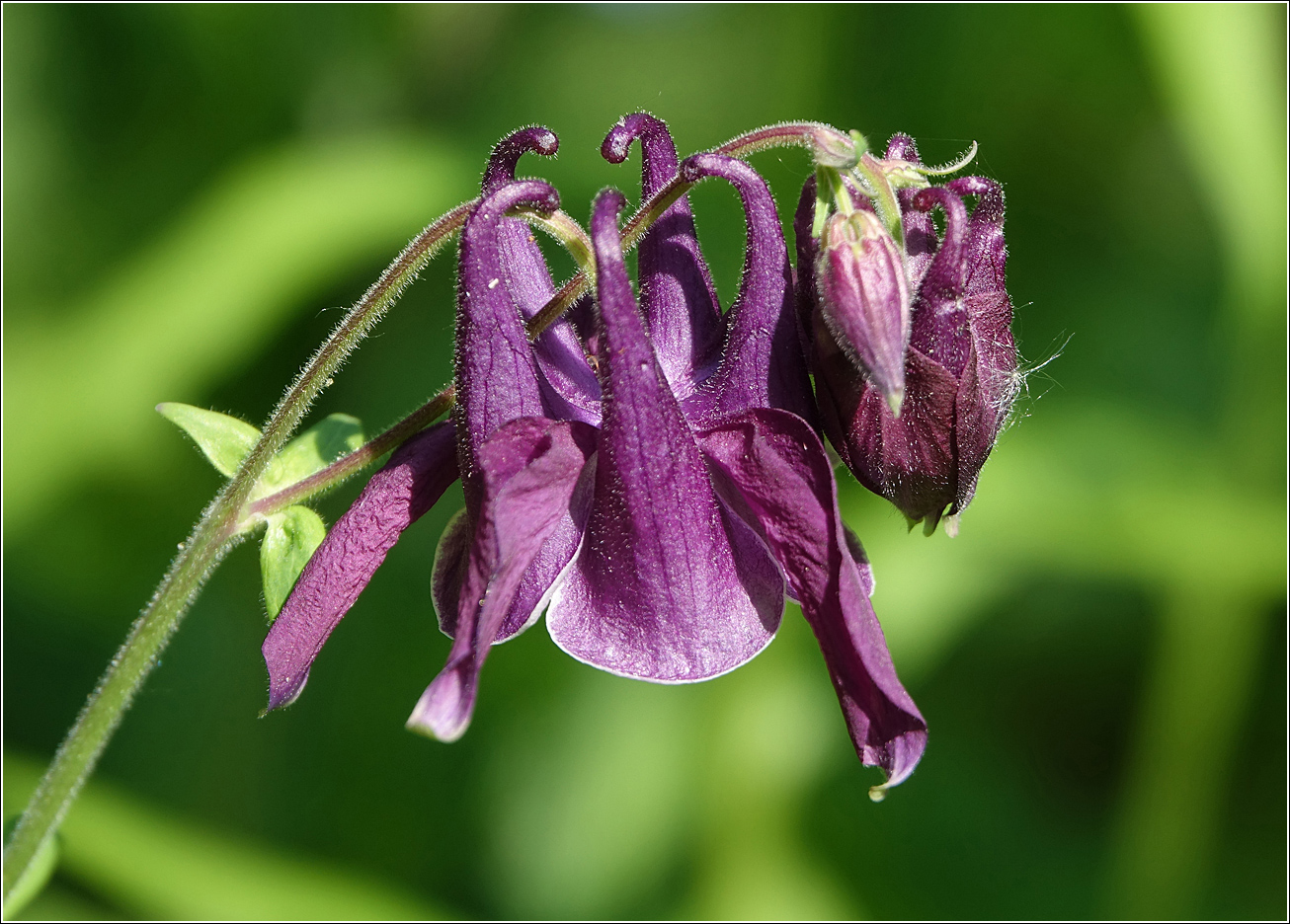 Изображение особи Aquilegia vulgaris.