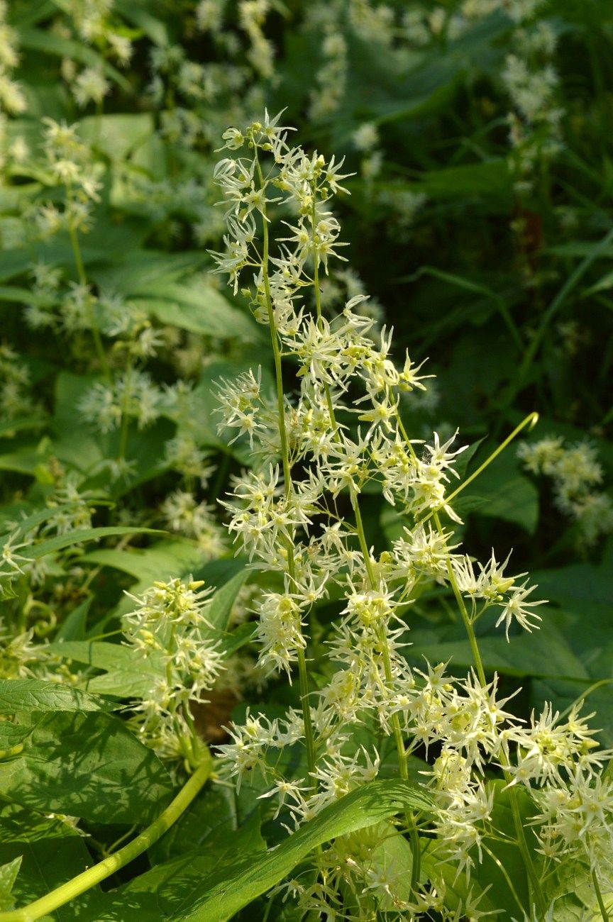 Image of Echinocystis lobata specimen.