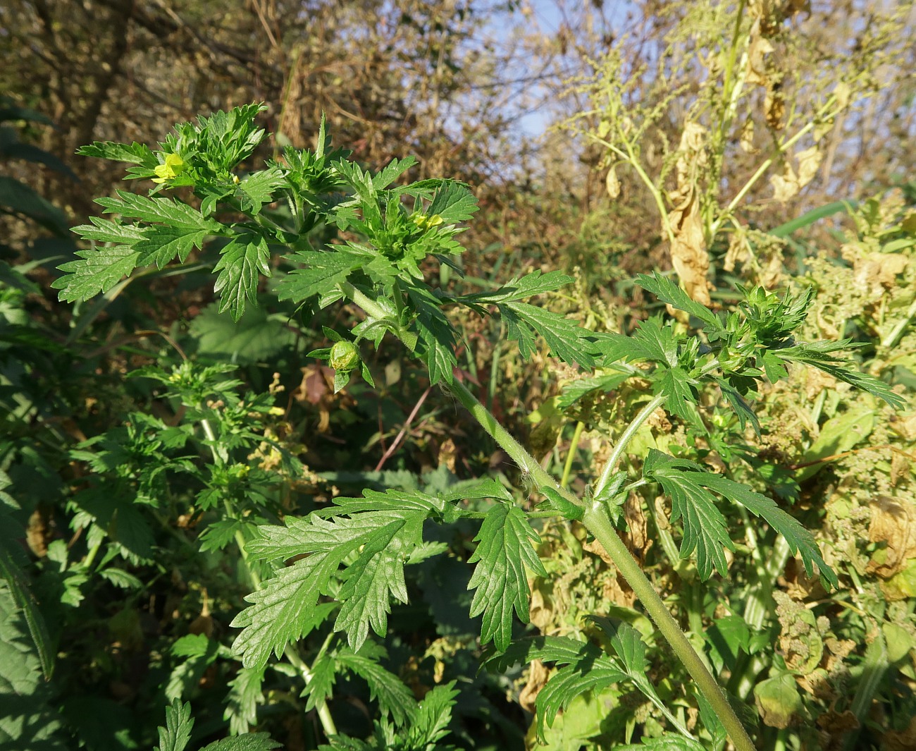 Image of Potentilla supina specimen.