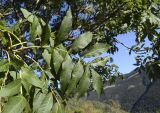 Fraxinus excelsior