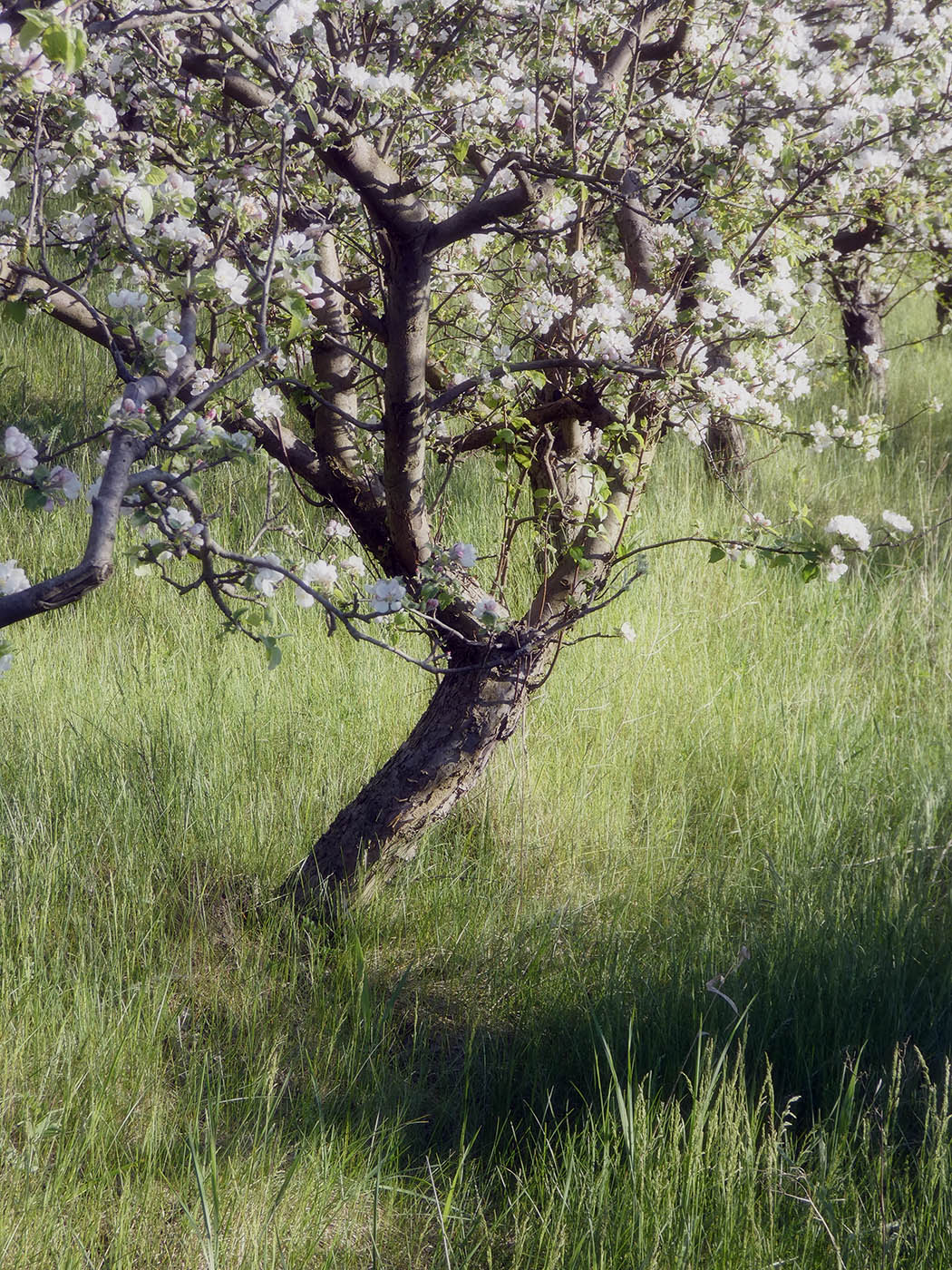 Image of Malus domestica specimen.