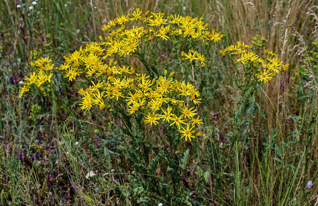 Изображение особи Senecio jacobaea.