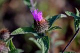 Centaurea abbreviata